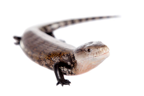 istock Eastern Blue-tongued Skink on white 506057976