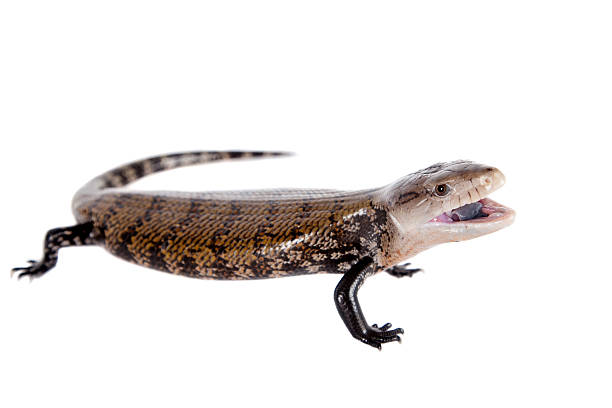 istock Eastern Blue-tongued Skink on white 506058014
