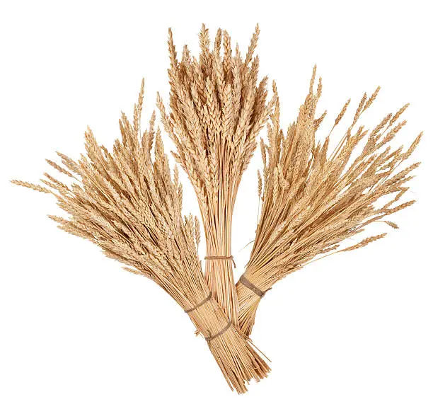 Photo of sheaves of wheat