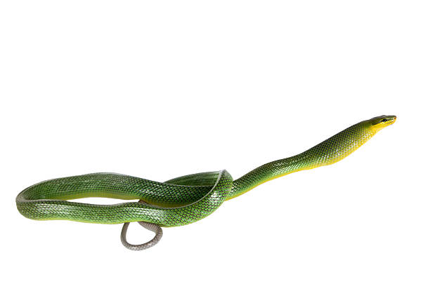 istock Red-tailed Green Ratsnake on the white background 506058186