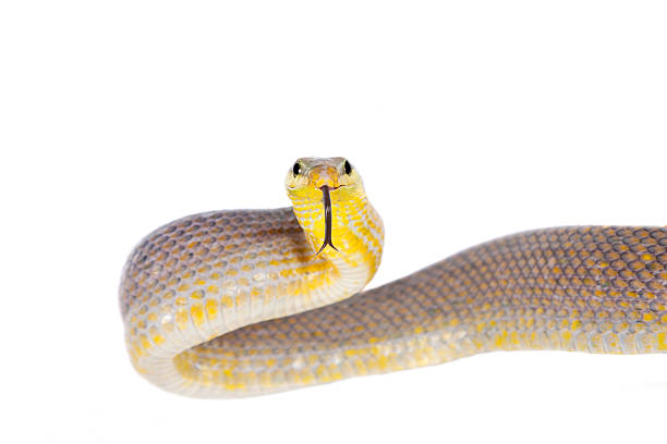istock Red-tailed Green Ratsnake on the white background 506058370