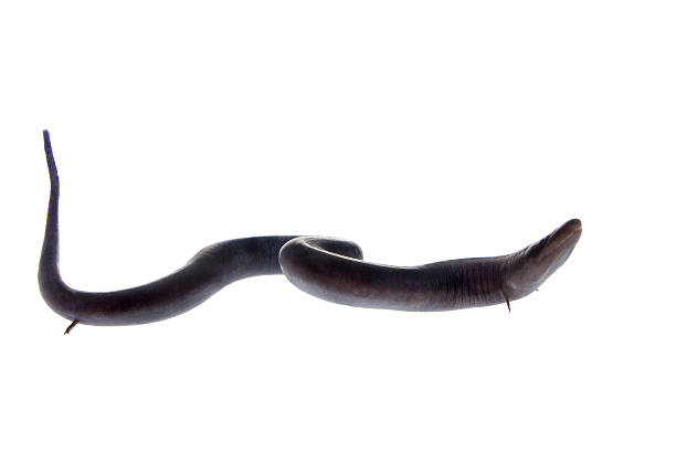 les deux fermées amphiuma, amphiuma signifie sur blanc - saltwater eel photos et images de collection