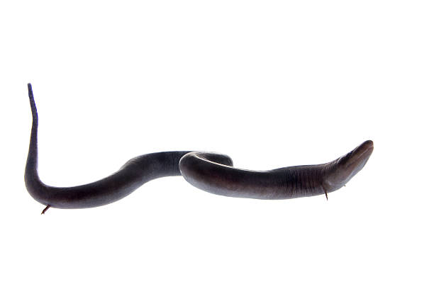 The two-toed amphiuma, amphiuma means, on white The two-toed amphiuma, amphiuma means, isolated on white background saltwater eel stock pictures, royalty-free photos & images