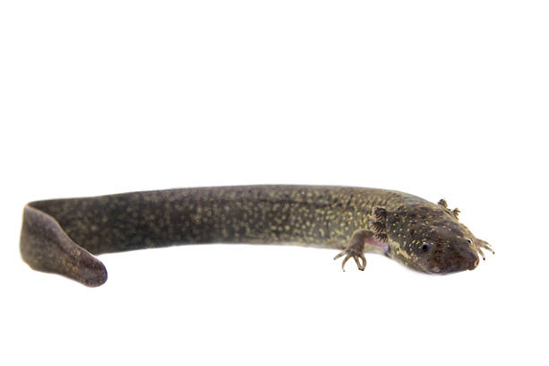 istock The lesser siren, Siren intermedia, on white 506059008
