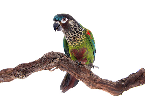 Beautiful colorful Sun Conure parrot bird isolated on white background