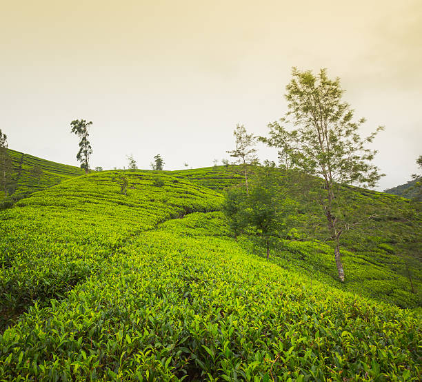 istock Tea plantations. Sri Lanka. 506059830