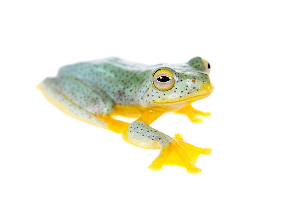 voar árvore do malabar frogling isolado a branco - webbed foot imagens e fotografias de stock