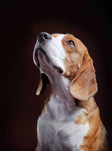 istock Portrait of young beagle dog 506060222