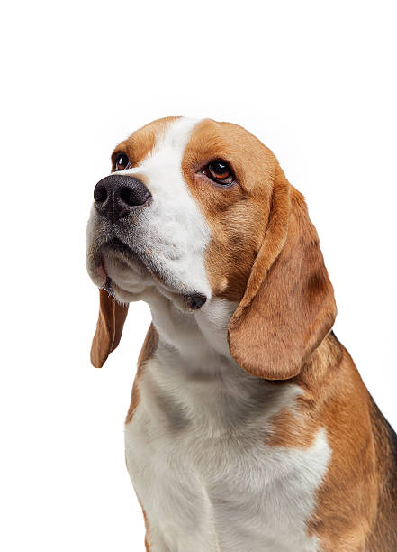 istock portrait of young beagle dog 506060266