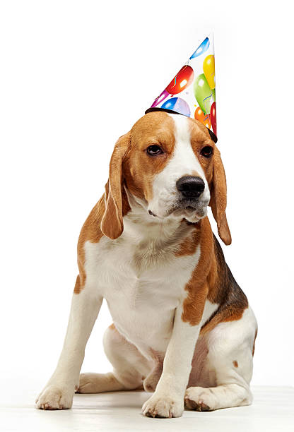 istock portrait of young beagle dog 506060288