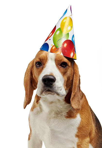 istock portrait of young beagle dog 506060300