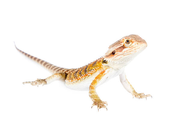 istock Red Bearded dragon, Pogona vitticeps, on white 506060714