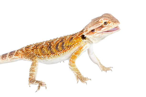 istock Red Bearded dragon, Pogona vitticeps, on white 506060748
