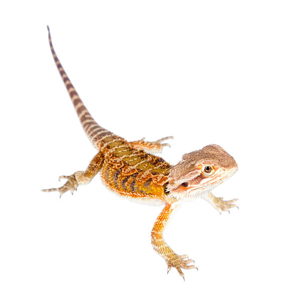 istock Red Bearded dragon, Pogona vitticeps, on white 506060776