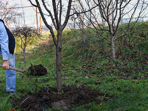 istock Adult man digging fruit trees in  the garden 506061008