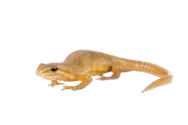 The smooth or common newt, Lissotriton or Triturus vulgaris, isolated on white