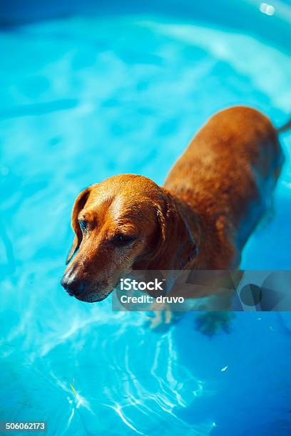 Dachshund In A Swimming Pool Stock Photo - Download Image Now - Animal, Animal Themes, Blue