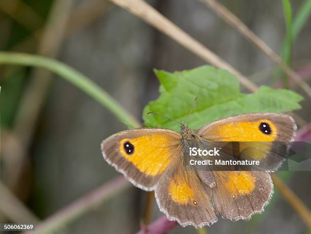 Gatekeeper Stock Photo - Download Image Now - Animal, Animal Antenna, Animal Body Part