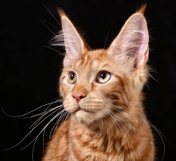 istock Cat. Breed - the Maine Coon 506062693