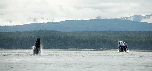 istock Whale Breaches near Boat 506062959