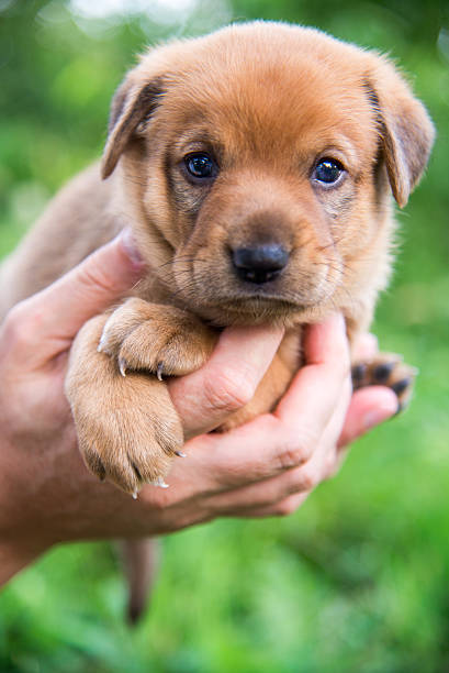 istock Cute puppy on his hands 506063263