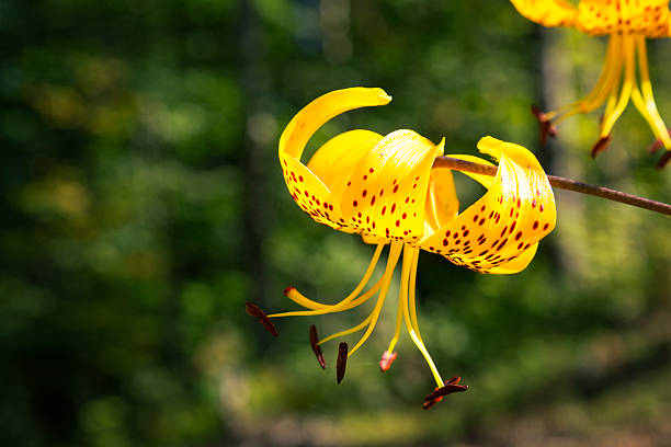Yellow Martagon Turk's Cap Lily