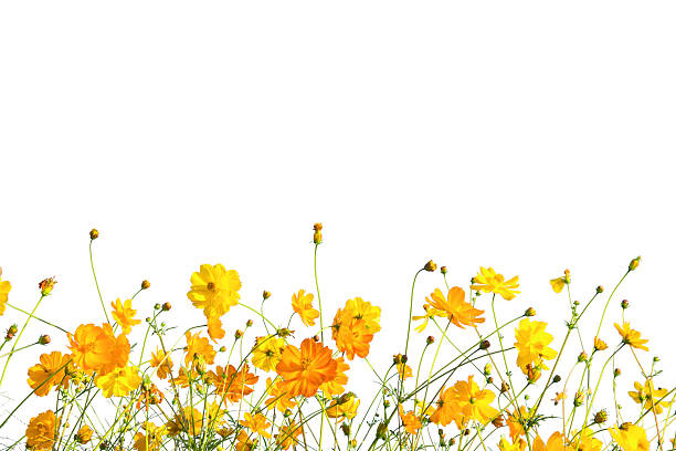 istock Yellow Cosmos flower meadow field isolate on white as background 506063528