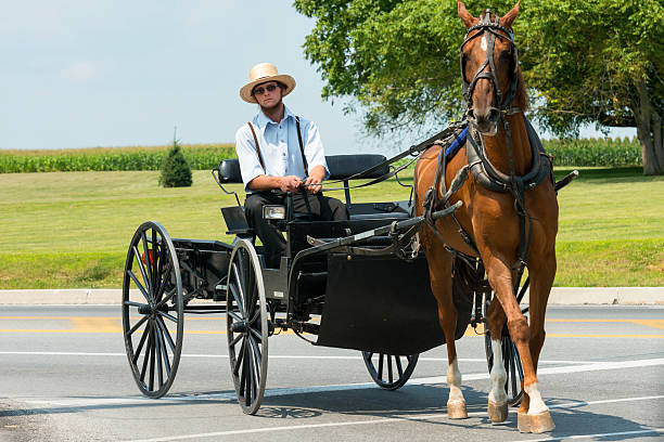 Amish Land Intercourse, Pennsylvania, USA - August 7, 2014: Amish horse-drawn carriage driven by an amish man, The Amish ( Pennsylvania Dutch: Amisch, German: Amische) are a group of traditionalist Christian church fellowships, closely related to but distinct from Mennonite churches, with whom they share Swiss Anabaptist origins. The Amish are known for simple living, plain dress, and reluctance to adopt many conveniences of modern technology. The history of the Amish church began with a schism in Switzerland within a group of Swiss and Alsatian Anabaptists in 1693 led by Jakob Ammann. Those who followed Ammann became known as Amish. amish photos stock pictures, royalty-free photos & images