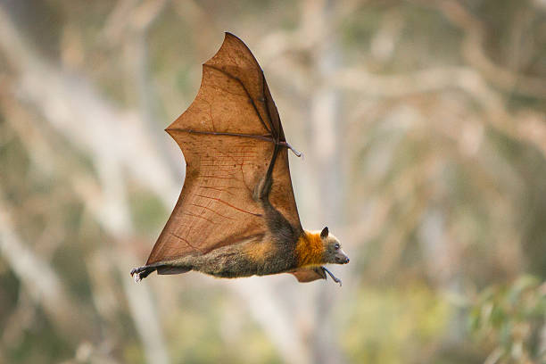 Fruit Bat Fruit beats flying fox photos stock pictures, royalty-free photos & images