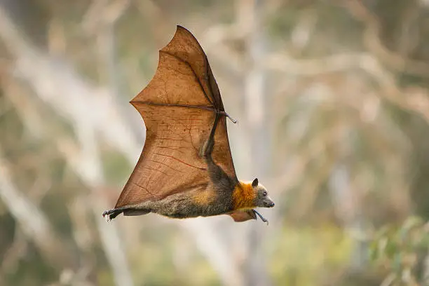 Photo of Fruit Bat