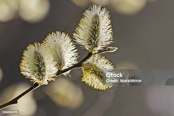 Willow Branch With Catkins Stock Photo - Download Image Now - Beauty In Nature, Blossom, Border - Frame