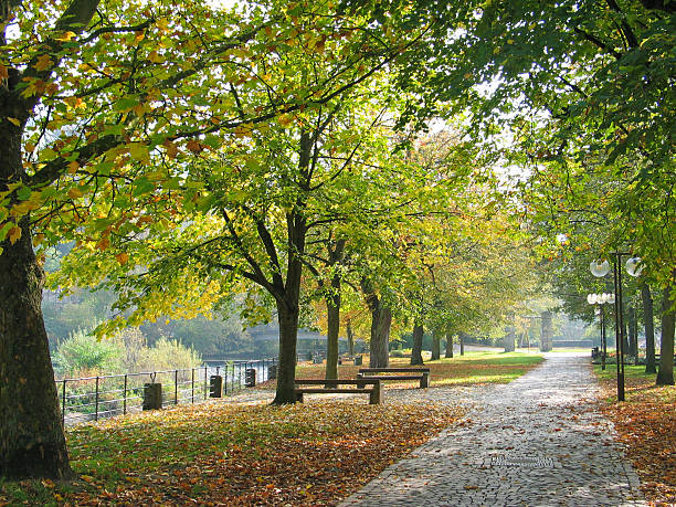 istock Alley of trees 506064395