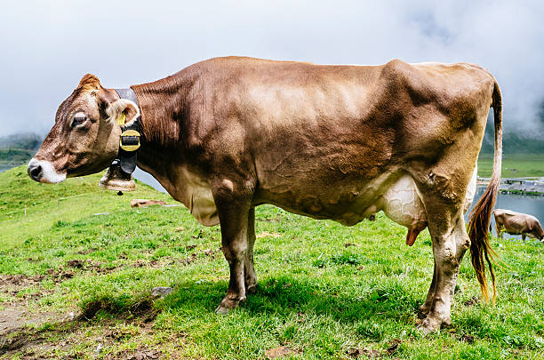 Solitary cow on a Swiss hillside. Known as the Brown Swiss, it has furry ears, gives prodigious quantities of milk, and is quite docile.