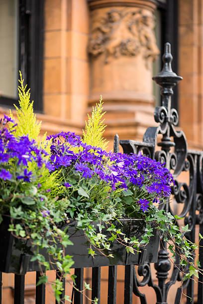 fleurs pourpre en pot boîte à l'extérieur de l'immeuble de bureaux - ornamental garden europe flower bed old fashioned photos et images de collection
