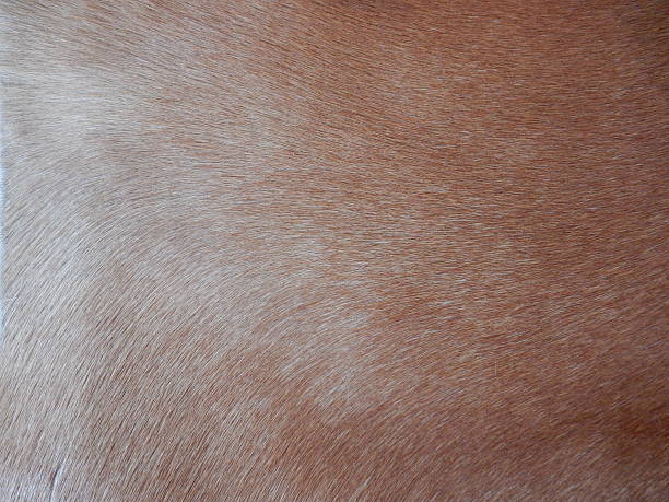 istock Horsehair 506064554