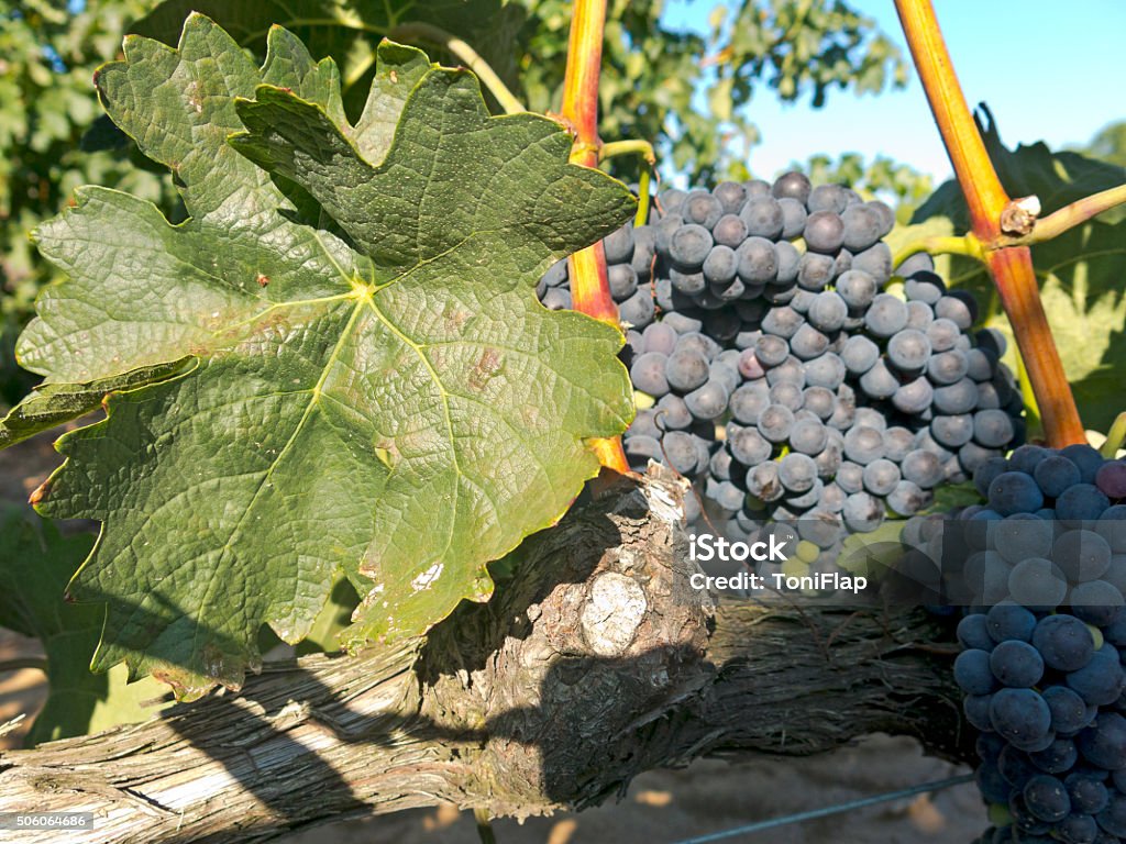 Uvas vermelhas no grapevine antes de colheita - Foto de stock de Agricultura royalty-free