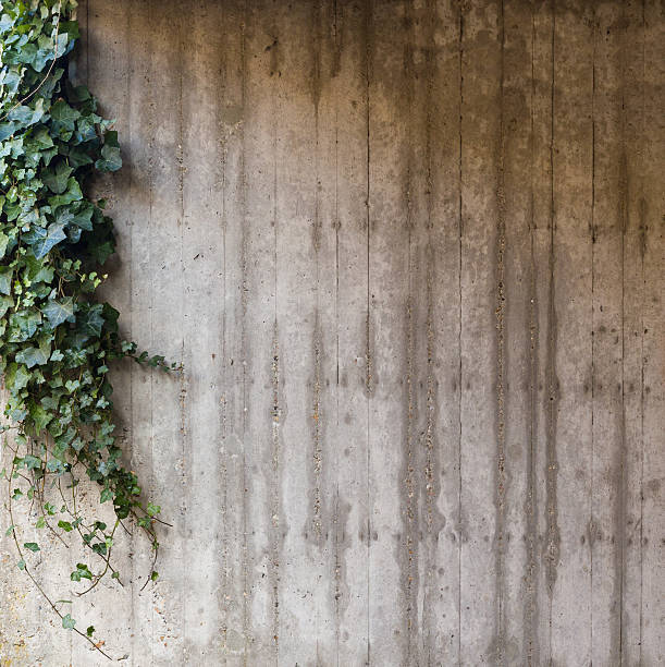 istock Green ivy on concrete wall 506064825