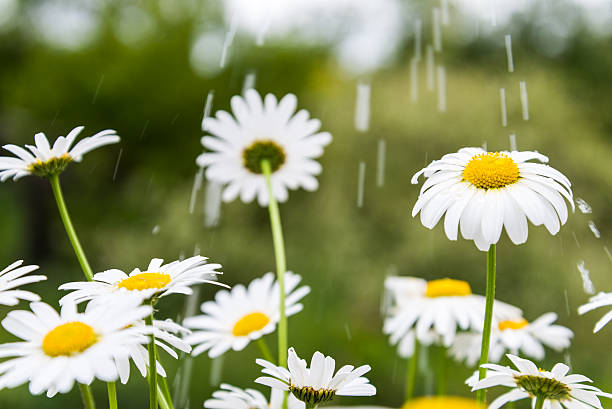 istock Meadow with marguerites in rain. 506064943