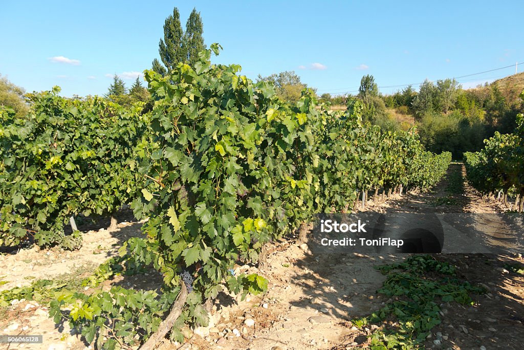 Vista de um wineyard de la rioja, Espanha - Foto de stock de Agricultura royalty-free