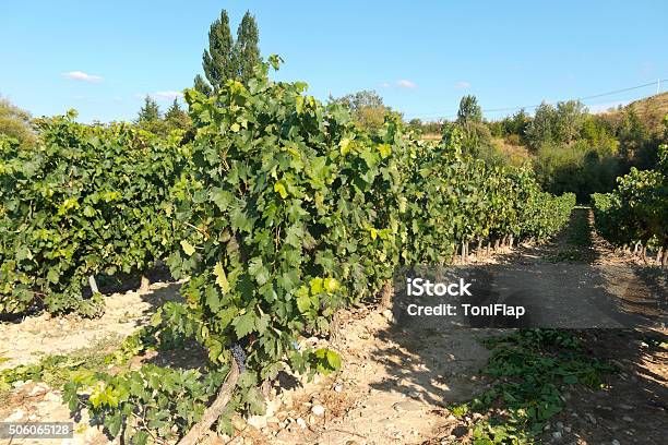 Foto de Vista De Um Wineyard De La Rioja Espanha e mais fotos de stock de Agricultura - Agricultura, Campo, Campo Lavrado