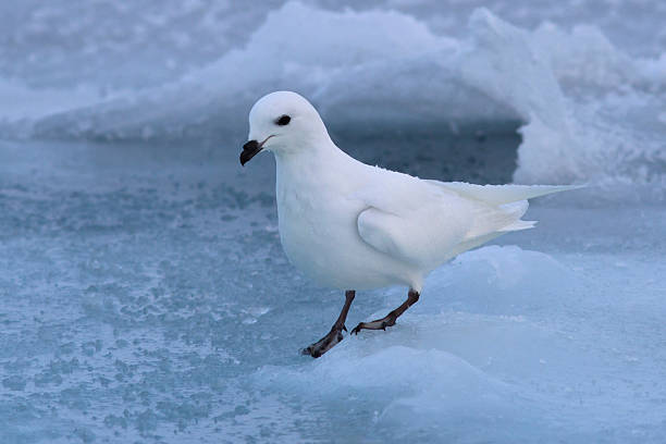 istock Snow petrel who sits on the ice Antarctic winter 506065435