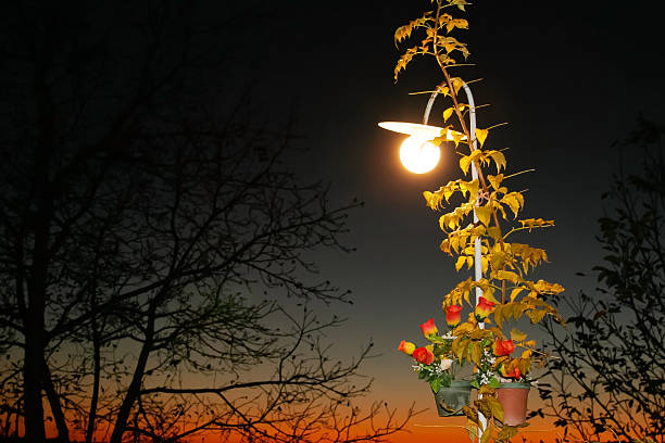 A street lamp at night through autumn branches.