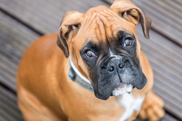 istock Portrait of young boxer dog. 506065597