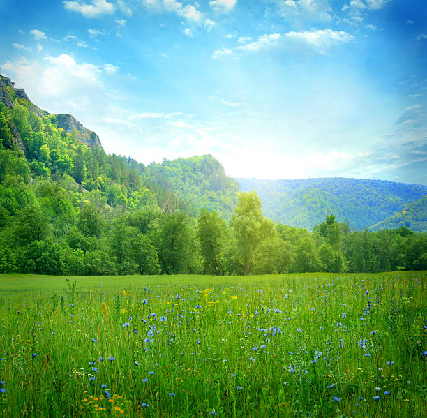 istock Rapeseed field and clouds in sky 506066137