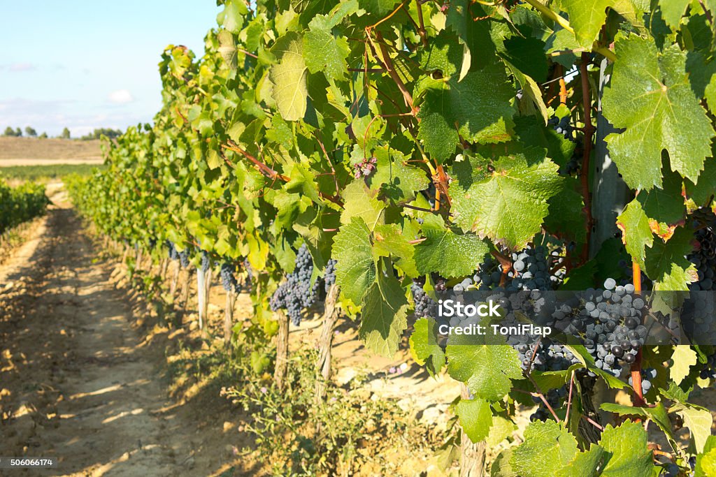 Vinhedo em la Rioja, Espanha, antes que a colheita - Foto de stock de Agricultura royalty-free