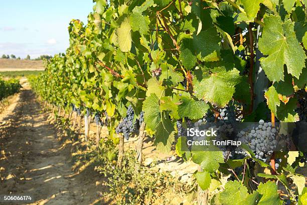 Foto de Vinhedo Em La Rioja Espanha Antes Que A Colheita e mais fotos de stock de Agricultura - Agricultura, Bebida, Biodiversidade