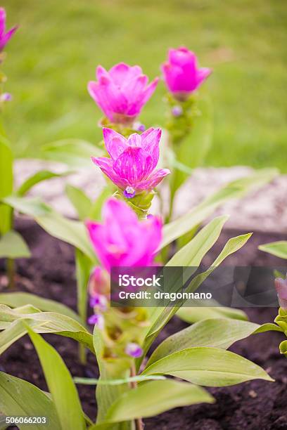 Siam Tulip Stock Photo - Download Image Now - Asia, Botany, Chaiyaphum Province