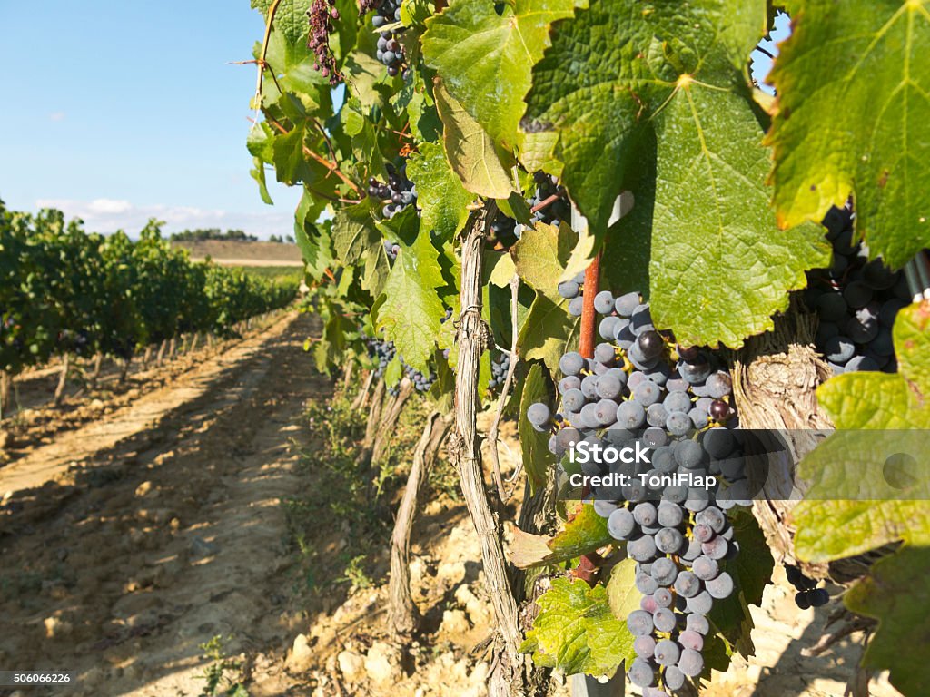 Vinhedo em la Rioja, Espanha, antes que a colheita - Foto de stock de Rioja royalty-free
