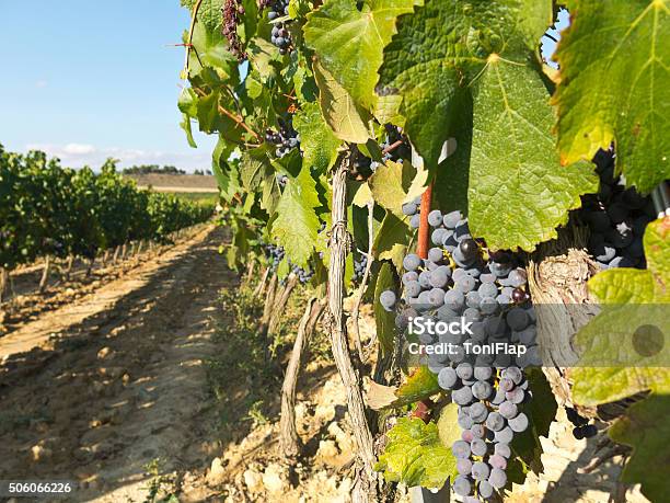 Foto de Vinhedo Em La Rioja Espanha Antes Que A Colheita e mais fotos de stock de Rioja - Rioja, Logrono, Vinho