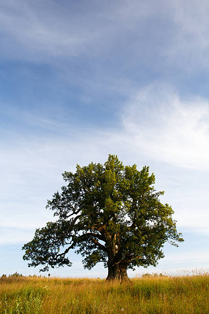 istock Grand oak in Urvaste, Estonia 506066363